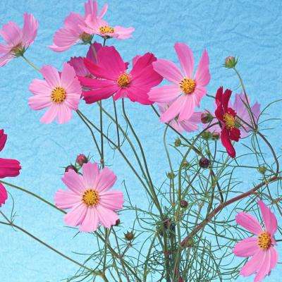 开云网kaiyunapp下载截图